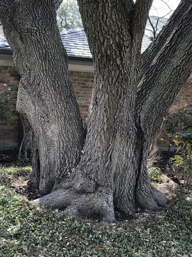 Mature heritage tree close to a Mill Creek property cared for by certified arborists